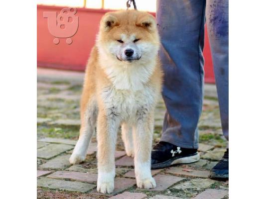 Akita Inu